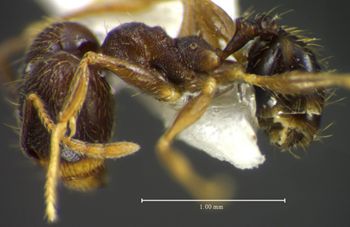 Media type: image;   Entomology 34352 Aspect: habitus lateral view